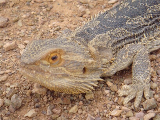 Bearded dragon, SA