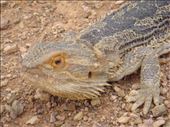 Bearded dragon, SA: by thomasz, Views[147]
