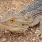 Bearded dragon, SA: by thomasz, Views[141]