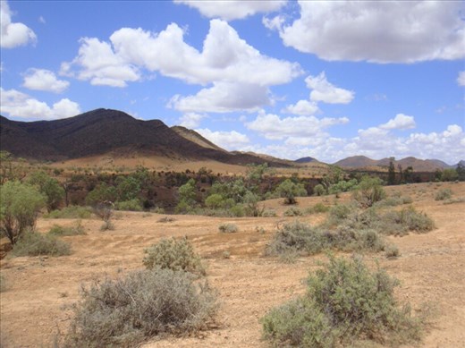 Scrub, Wilkawillina gorge, Flinders Ranges NP, SA