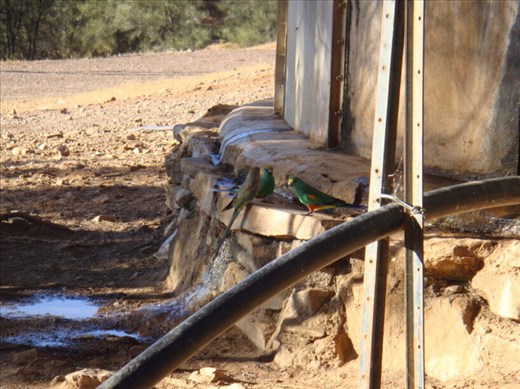 Thirsty parrots, Rawnsley park, SA