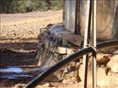 Thirsty parrots, Rawnsley park, SA: by thomasz, Views[155]