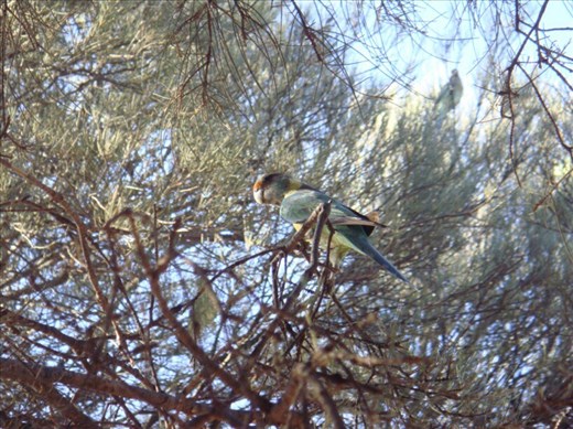 Ringneck parrot, Rawnsley park, SA