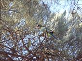 Ringneck parrot, Rawnsley park, SA: by thomasz, Views[127]