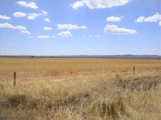 Golden fields, SA