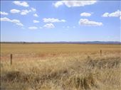 Golden fields, SA: by thomasz, Views[134]