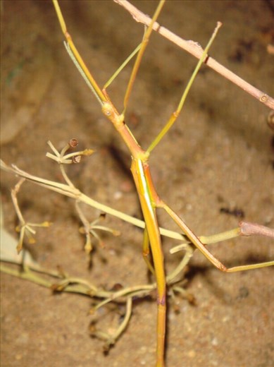 Stick insect, Hay, NSW