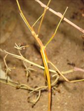 Stick insect, Hay, NSW: by thomasz, Views[137]