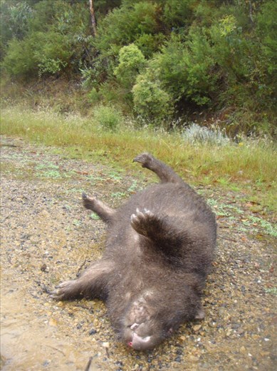 Victim of the road, wombat, Vic.