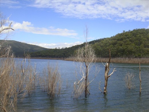 Dead trees, Lake Dartmouth, Vic 
