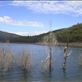 Dead trees, Lake Dartmouth, Vic : by thomasz, Views[162]