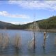 Dead trees, Lake Dartmouth, Vic  Views[113]