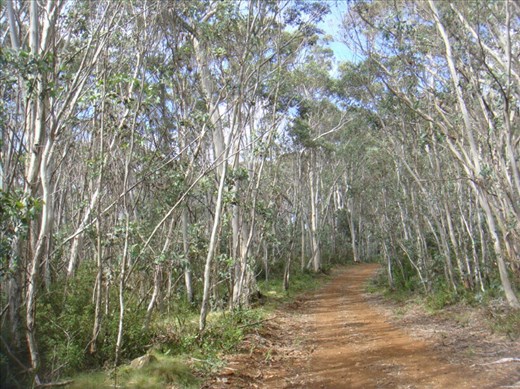 Dense forest, High Country, Vic