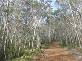 Dense forest, High Country, Vic: by thomasz, Views[197]