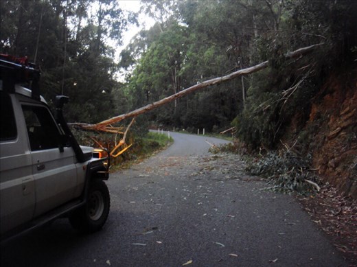 Tree across the road, Alpine Way, Kosciuszko NP, NSW