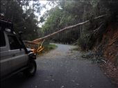 Tree across the road, Alpine Way, Kosciuszko NP, NSW: by thomasz, Views[164]