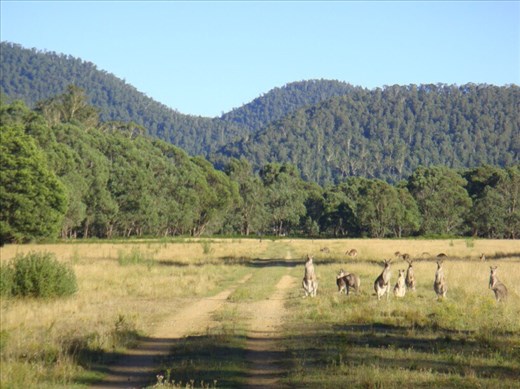 Family of roos, Kosciuszko NP, NSW