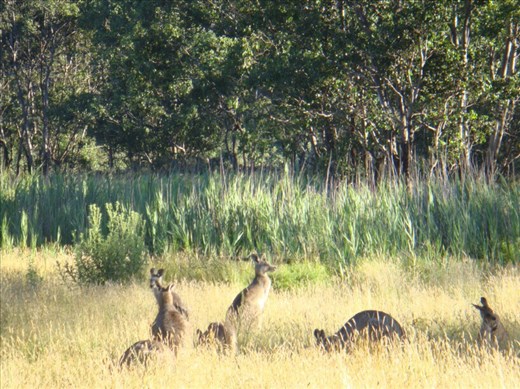 Catching some sun, Kosciuszko NP, NSW