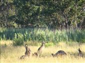 Catching some sun, Kosciuszko NP, NSW: by thomasz, Views[144]