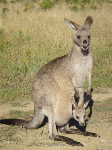 Mother with little one, Kosciuszko NP, NSW