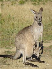 Mother with little one, Kosciuszko NP, NSW: by thomasz, Views[152]