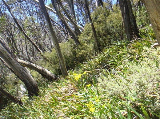 Steep slopes, Kosciuszko NP, NSW