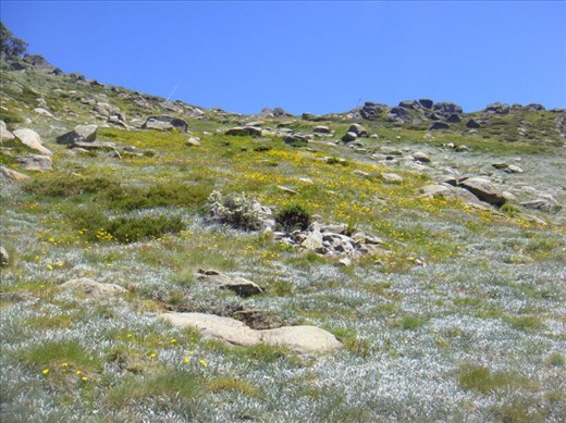 Summertime on the Kosciuszko plateau, Kosciuszko NP, NSW