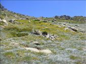 Summertime on the Kosciuszko plateau, Kosciuszko NP, NSW: by thomasz, Views[175]
