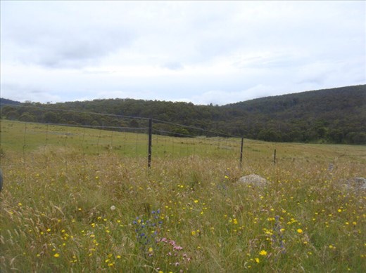 Paddock, Namadji NP, ACT