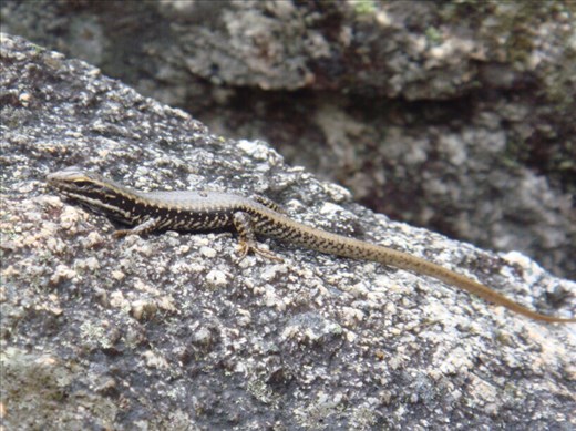 Skink, ACT