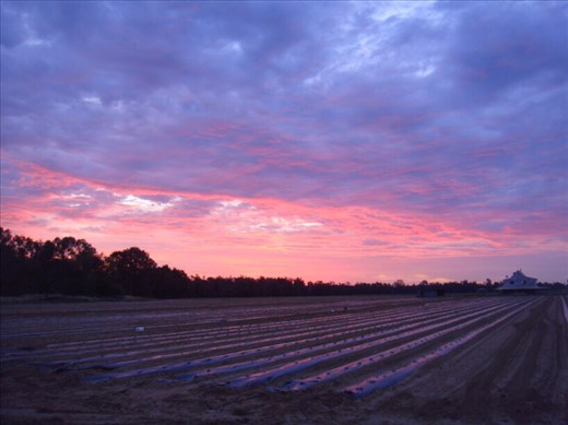 Purple glare, Canowindra, NSW.