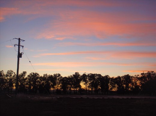 Red Zebra, Canowindra, NSW. 