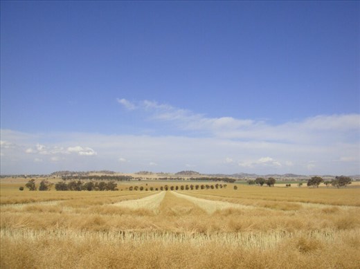 Canola harvest, Canowindra, NSW.