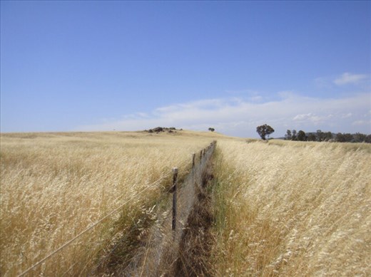Summertime, when the grass is high, Canowindra, NSW.