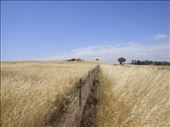 Summertime, when the grass is high, Canowindra, NSW.: by thomasz, Views[149]