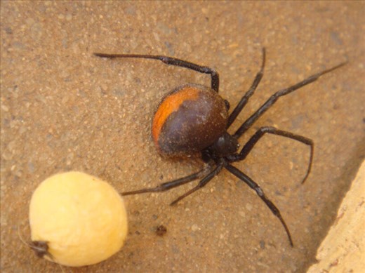 Redback with egg sack, Canowindra, NSW.