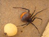 Redback with egg sack, Canowindra, NSW.: by thomasz, Views[380]