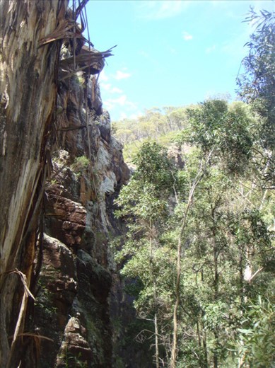 Cliff, Mount Canobolas, Orange, NSW.