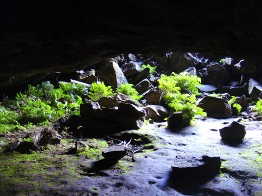 Ferns in a cave, Mount Canobolas, Orange, NSW.
