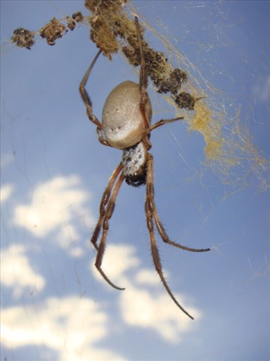 Nephila Edulis, Canowindra, NSW.