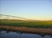 Irrigation, Canowindra, NSW.: by thomasz, Views[290]