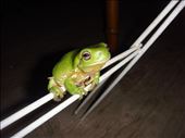 Green tree frog, Bourke, NSW.: by thomasz, Views[242]