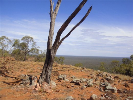 Dead wood, Mount Oxley, Bourke, NSW.