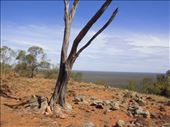 Dead wood, Mount Oxley, Bourke, NSW.: by thomasz, Views[319]