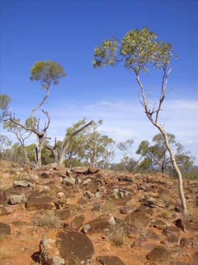 Young trees on Mount Oxley, Bourke, NSW.