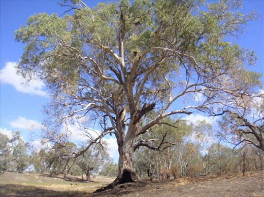 Red gum, Bourke, NSW.