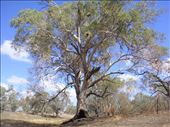 Red gum, Bourke, NSW.: by thomasz, Views[416]