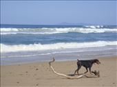Peta, Old Bar beach, NSW.: by thomasz, Views[163]