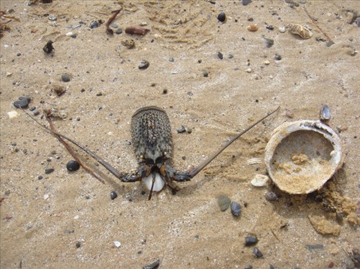 Rock lobster head and scallop, Red Head beach, NSW.