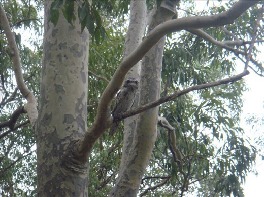 Tawny frogmouth, Kimbriki, NSW.